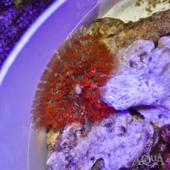 Red St. Thomas Mushroom Polyp (Rhodactis sanctithomae)