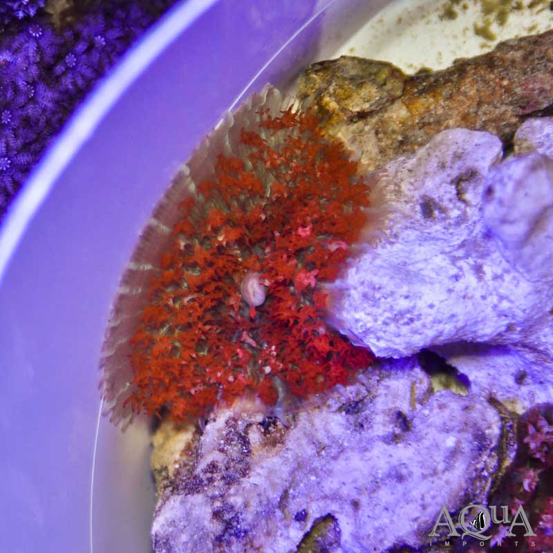 Red St. Thomas Mushroom Polyp (Rhodactis sanctithomae)