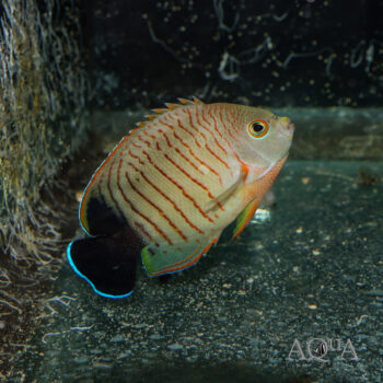 Red Stripe Angelfish (Centropyge eibli)