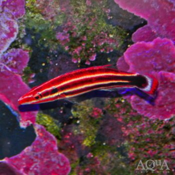 Red Stripe Hogfish (Bodianus sepiacaudus)
