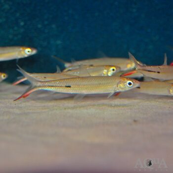 Red Tail Hemiodus (Hemiodus gracilis)
