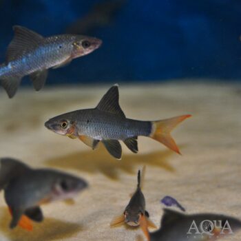Red Tail Shark (Epalzeorhynchos bicolor)