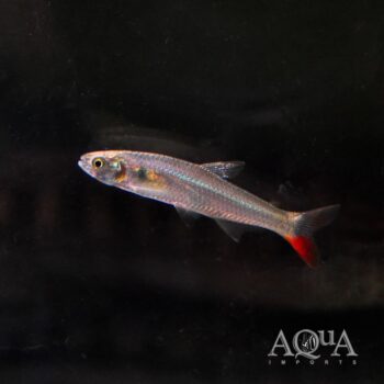 Amazon Red Tail Tetra (Aphyocharax cf. dentatus)