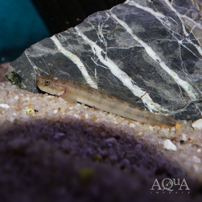 Red Tailed Goby (Sicyopterus lagocephalus)