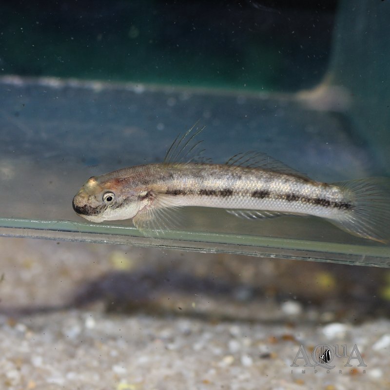 Red Tailed Goby (Sicyopterus lagocephalus)