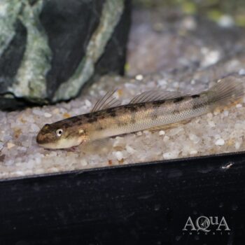 Red Tailed Goby (Sicyopterus lagocephalus)