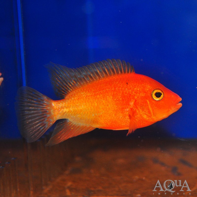 Red Texas Cichlid (Herichthys sp. hybrid)