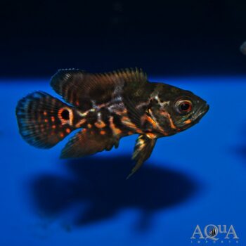 Red Tiger Oscar (Astronotus ocellatus)