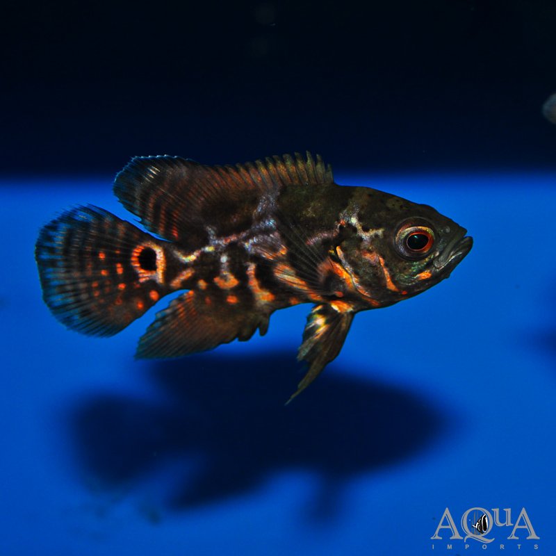 Red Tiger Oscar (Astronotus ocellatus)