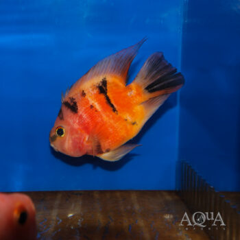 Red Tiger Parrot Cichlid (Amphilophus sp. hybrid)