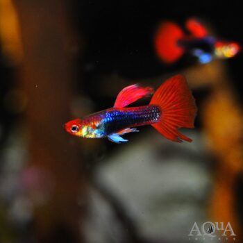 Red Tuxedo Koi Guppy (Poecilia reticulata)