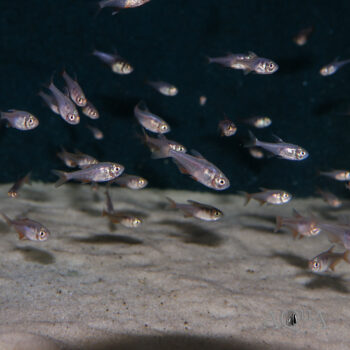 Red Von Rio Tetra (Hyphessobrycon flammeus)