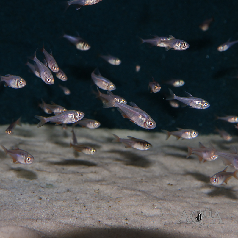 Red Von Rio Tetra (Hyphessobrycon flammeus)