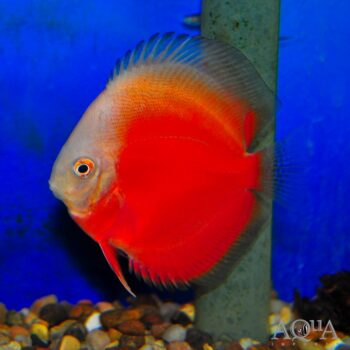 Red White Discus (Symphysodon discus)