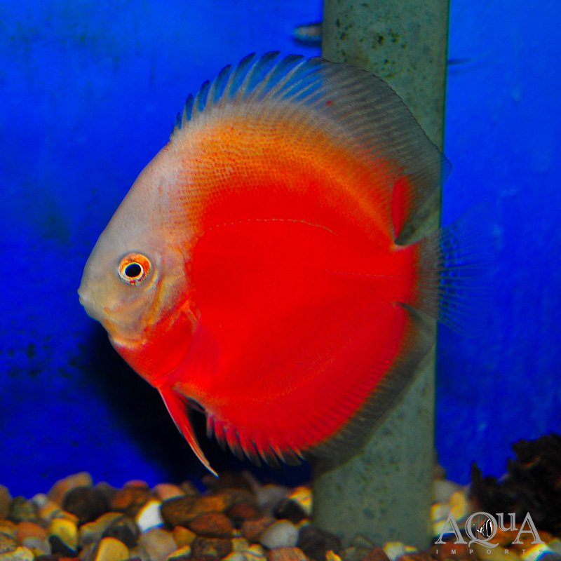 Red White Discus (Symphysodon discus)