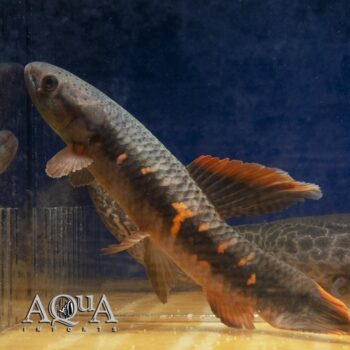Red Wolf Fish (Erythrinus erythrinus)