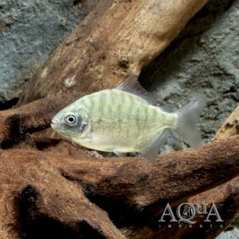 Red and Black Sailfin Pacu (Tometes siderocarajensis)