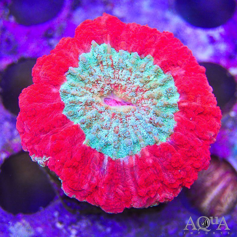 Red and Green Button Coral (Acanthophyllia deshayesiana)