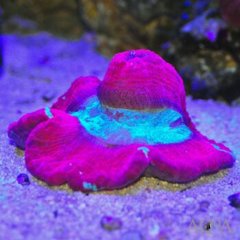 Red and Green Trachyphyllia Brain Coral (Trachyphyllia geoffroyi)