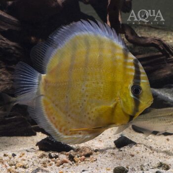 Red Spot Green Discus - Wild Jurua (Symphisidon aequifasciatus)