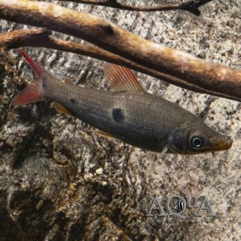 Redfin Leporinus (Pseudanos varii)