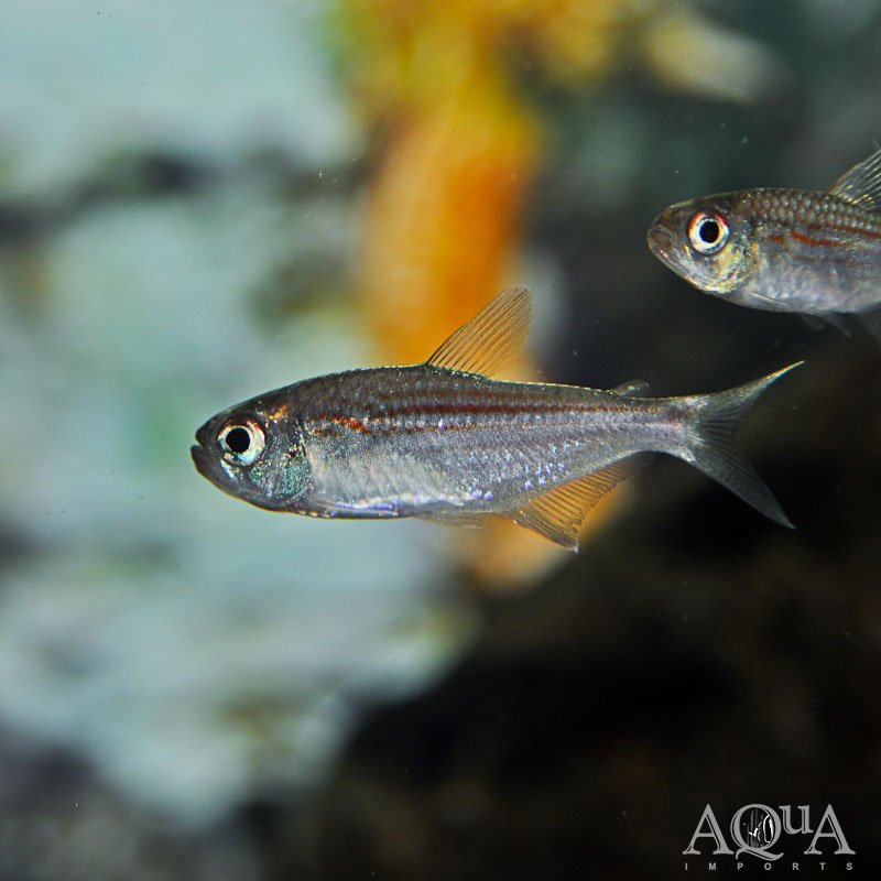 Redline Moenkhausia Tetra (Moenkhausia agnesae)