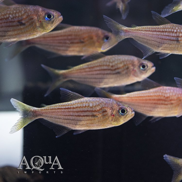 Redline Moenkhausia Tetra (Moenkhausia agnesae)