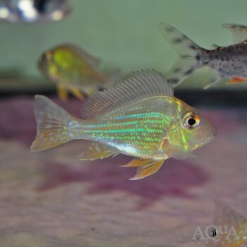 Redstriped Eartheater (Geophagus surinamensis)