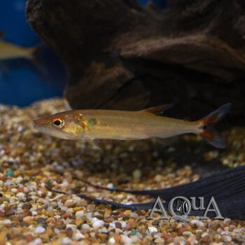 Red Tail Barracuda (Acestrorhynchus falcatus)