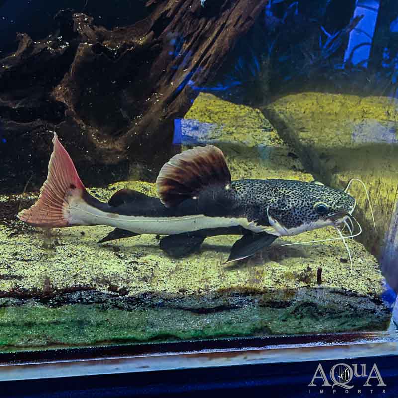 Redtail Catfish (Phractocephalus hemioliopterus)