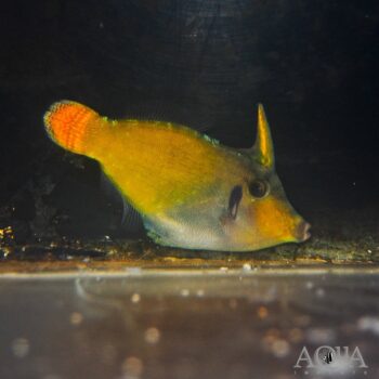 Redtail Filefish (Pervagor melanocephalus)