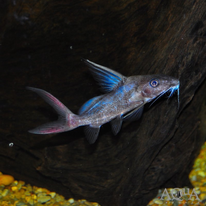 Redtail Synodontis Catfish (Synodontis clarias)
