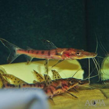 Redtail X Tiger Shovelnose Hybrid Catfish (Phractocephalus hemioliopterus X Pseudoplatystoma fasciatum)