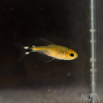 Reed Tetra (Hyphessobrycon elachys)