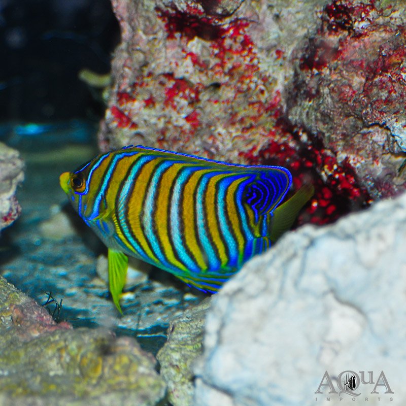 Regal Angelfish (Pygoplites diacanthus)
