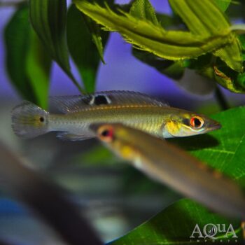 Regani Dwarf Pike Cichlid (Crenicichla regani)