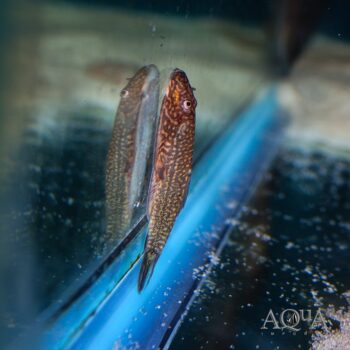 Reticulated Borneo Sucker Loach (Gastromyzon sp.)