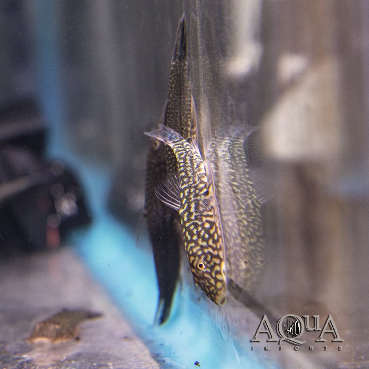 Reticulated Borneo Sucker Loach (Gastromyzon sp.) - Image 2