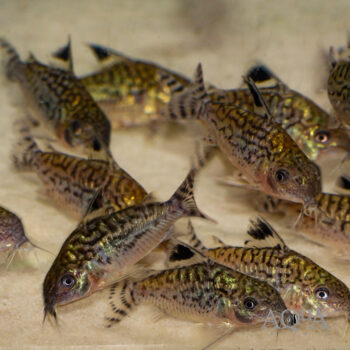 Reticulated Cory (Brochis reticulatus)