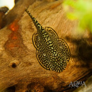 Reticulated Hillstream Loach (Sewellia lineolata)
