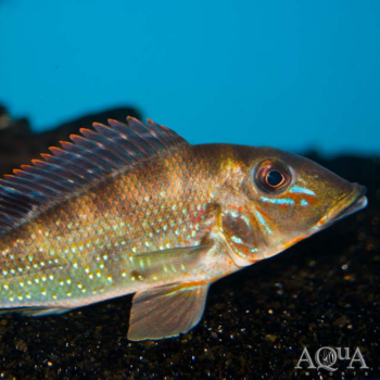 Retroculus lapidifer