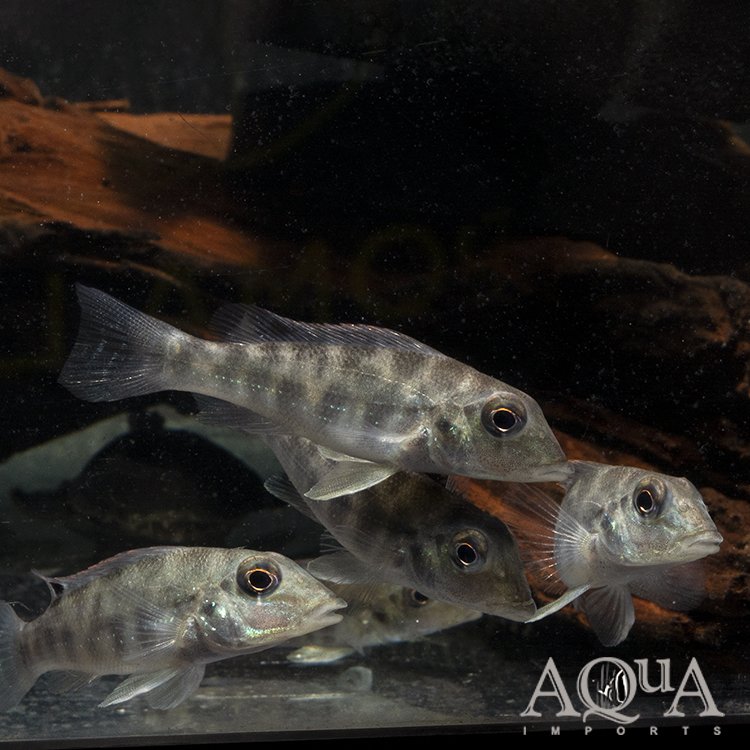 Retroculus lapidifer