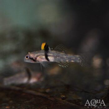 Rhino Horn Goby (Redigobius balteatus)
