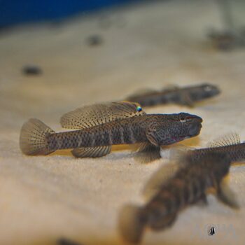 Rhinogobius filamentosus