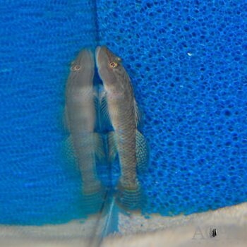 Rhinogobius maculafasciatus