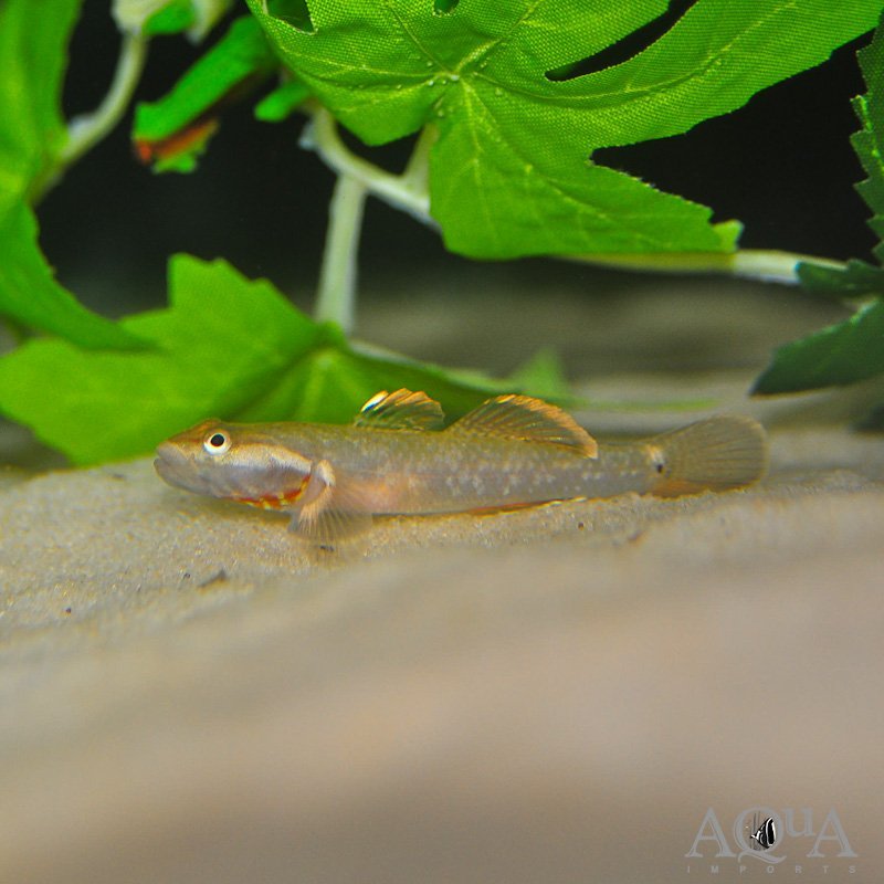 Rhinogobius sp. sanxianesis - Image 2