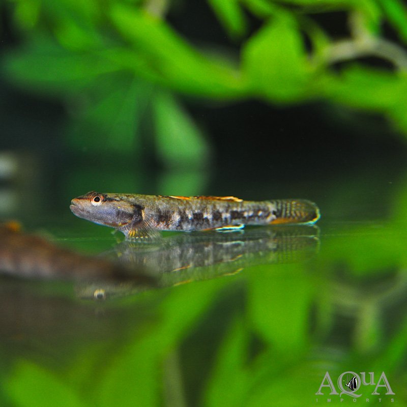 Rhinogobius sp. sanxianesis