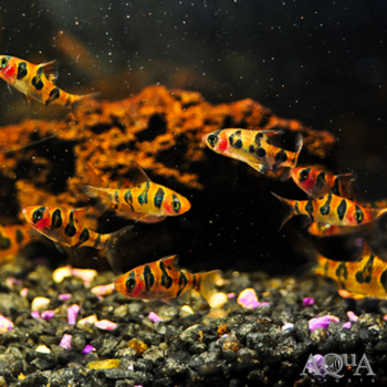 Snakeskin / Rhombo Barb (Desmopuntius rhomboocellatus) - Group of 5 Fish