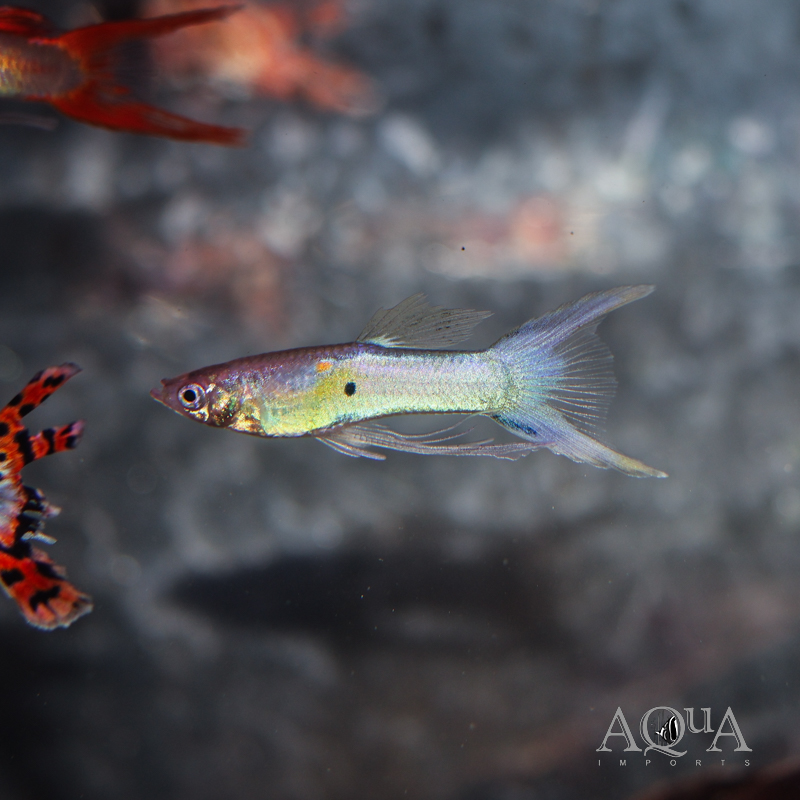 Ribbonfin Guppy (Poecilia reticulata)