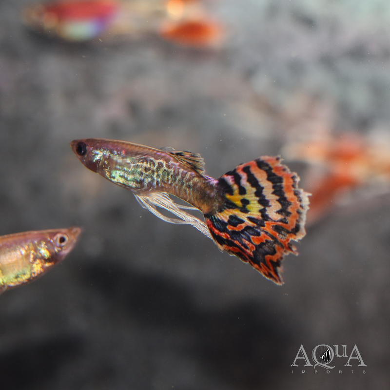 Ribbonfin Guppy (Poecilia reticulata)